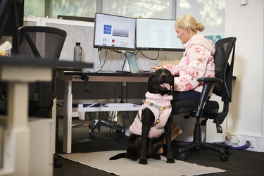 Professional setting featuring a woman working at a dual-monitor desk setup with a black Labrador dog sitting attentively beside her.