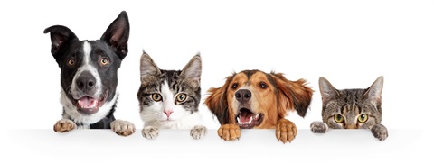 DAMP_shutterstock_1405890710.jpg