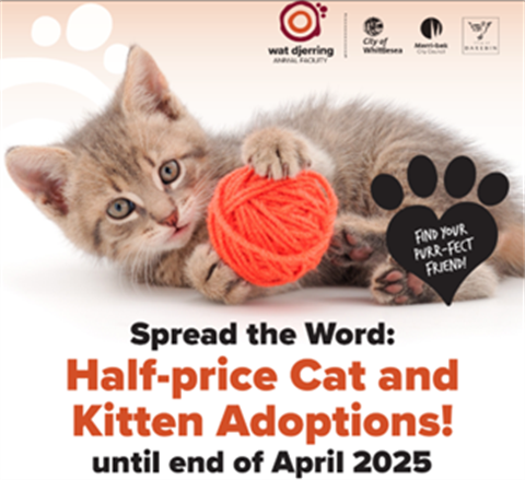 cat adoption