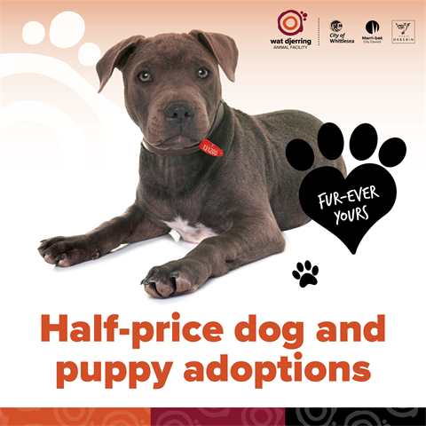 Half-Price-dog-and-puppy-Adoptions_social.png