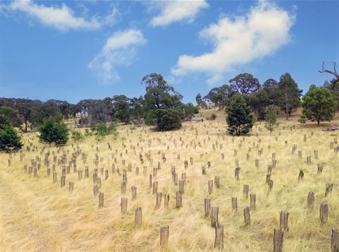 Quarry Hills tree planting - Highpoint Drive 7.JPG