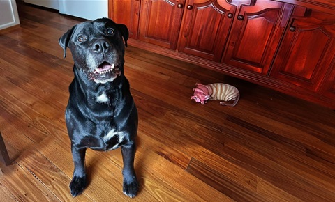 Rosco 2025.jpg