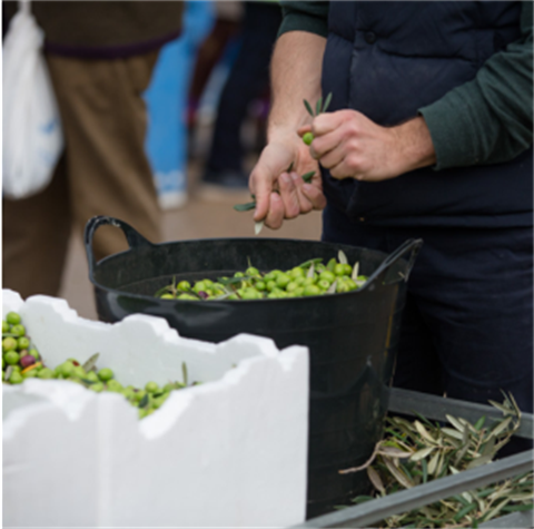Olives to Oil