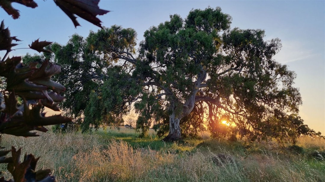 City of Whittlesea’s Favourite Tree competition returns | City of ...