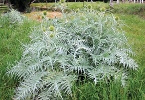 artichoke thistle