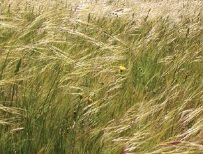 chilean needle grass
