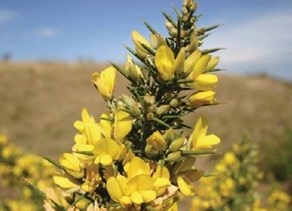 gorse