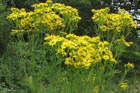 ragwort