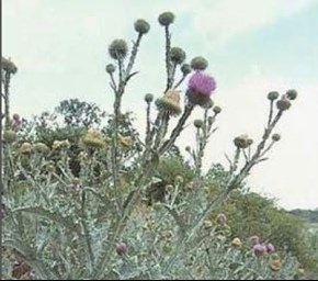 scotch thistle