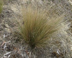 serrated tussock