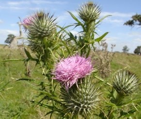 spear thistle