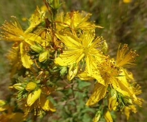 st johns wort