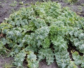variegated thistle