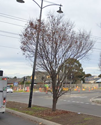 Picture of Japanese Elm tree