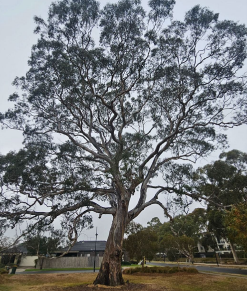 Picture of River Red Gum tree
