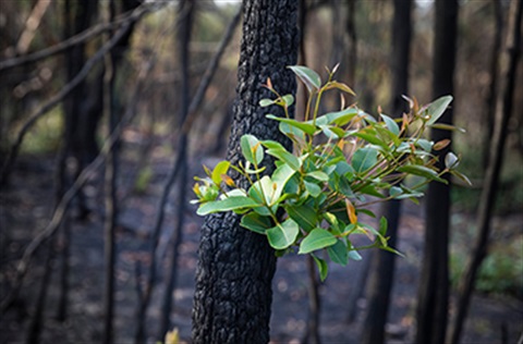 Bushfire regrowth burnt bush Australia stock photo