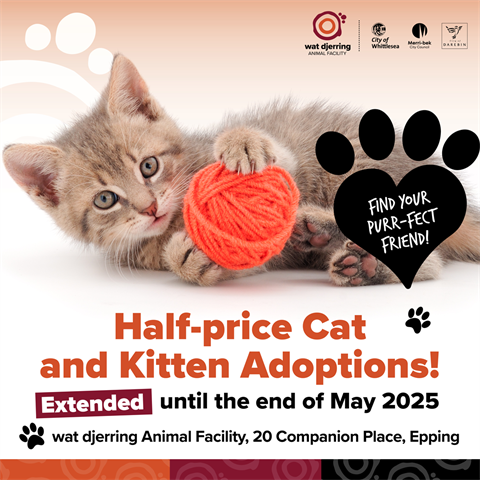 Half-Price-Cat-and-Kitten-Adoptions_social.png