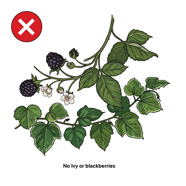 Items not allowed for waste collection: Ivy or blackberries