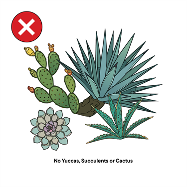Items not allowed for waste collection: yuccas, succulents or cactus