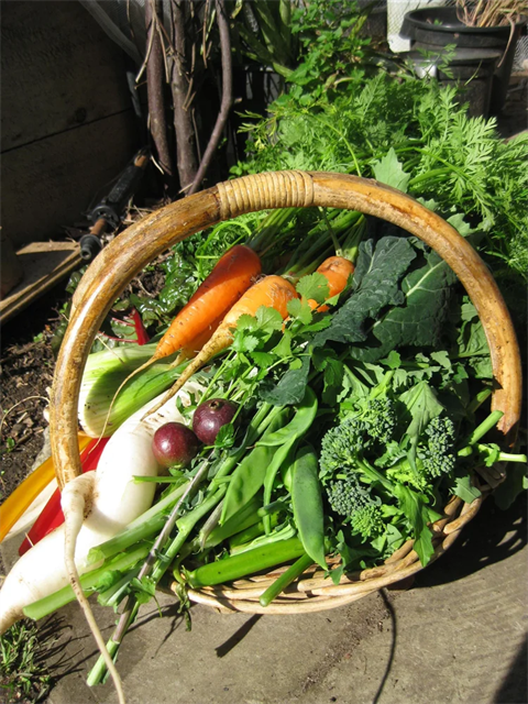 vegetables from garden