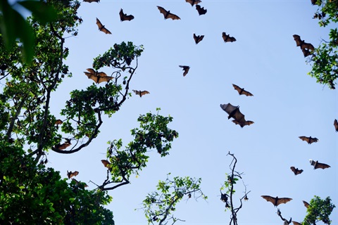 Flying bats