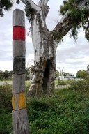 scarredtree.jpg