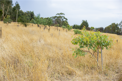 bush land and walking trail
