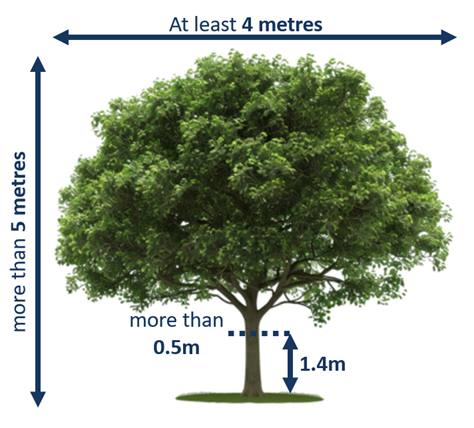 Infographic showing a large green tree with measurement guidelines: canopy spread of at least 4 metres wide, overall height more than 5 metres, trunk diameter more than 0.5 metres (measured at 1.4 metres above ground), and the 1.4 metre measurement height marked beside the trunk.