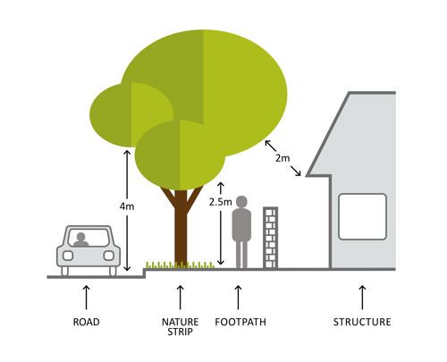 Street tree pruning image showing required clearance measurements