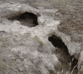 Site photo of erosion caused by sodic soils