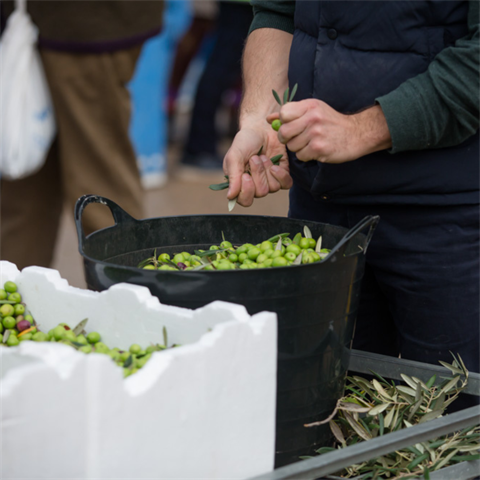 Freshly picked olives, ready for the next step in the journey to olive oil.