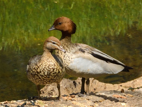 A pair of brown-headed ducks standing side by side in a peaceful nature setting.