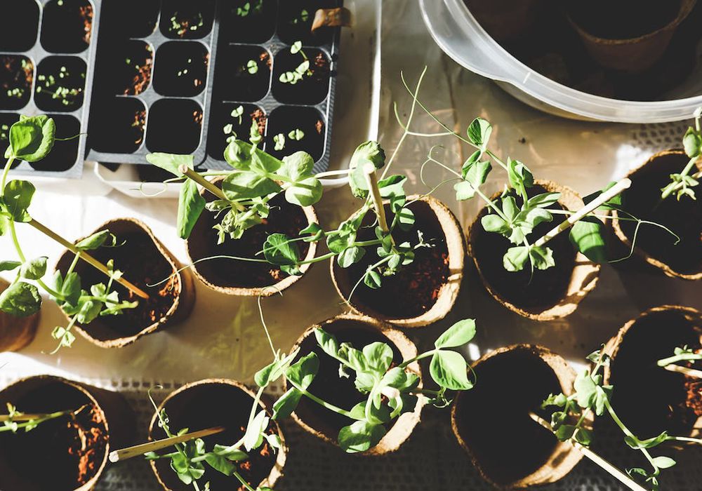 Produce Gardening for Renters - 2024 Sustainable Communities Workshop Series
