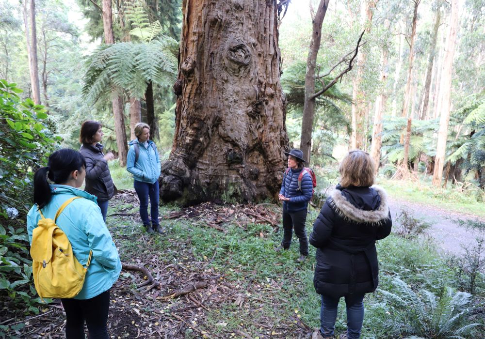 Conservation Walk and Talk Series: Forest Therapy