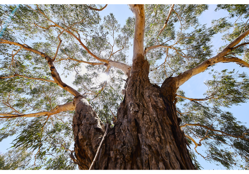 Conservation Walk and Talk Series: Eucalypt Identification Walk (Accessible)
